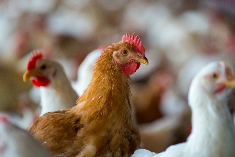 Campylobacter and Human Health: A Retrospective Analysis